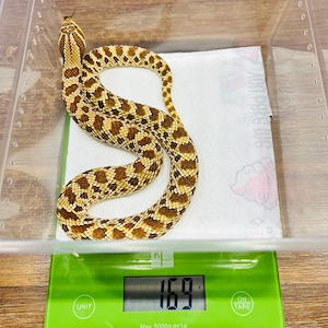 0.1 Heterodon nasicus het Sunburst
