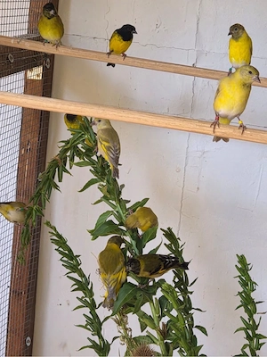 Zeisig Vögel Mutation 