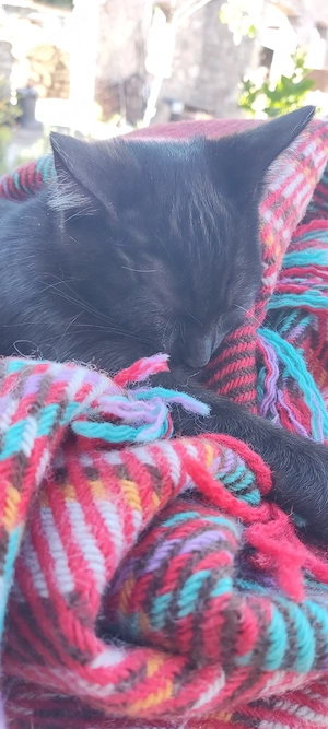 Schmusekater 