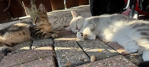 britisch kurzhaar kitten 