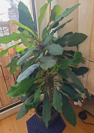 Euphorbia Leuconeura Madagaskar Wolfsmilch Pflanze Spuckpalme, Eigenzüchtung