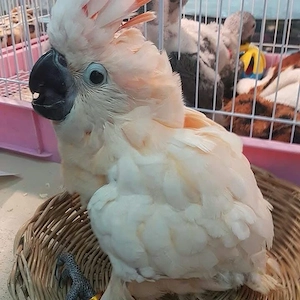 Molukkenkakadus