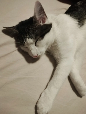 Kleiner Kater abzugeben 