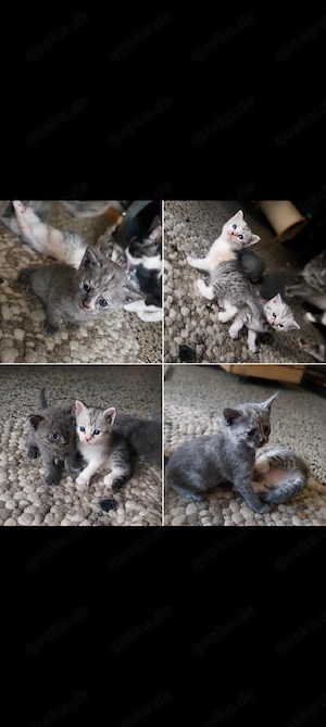 Vier Kitten Türkisch Angora  BKH Britisch Kurzhaar Mixe 