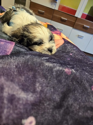 Schweren Herzens muss ich diesen lieben Shih Tzu Malteser-Mix in ein neues Zuhause vermitteln.