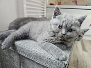 Reinrassige BKH Kitte
