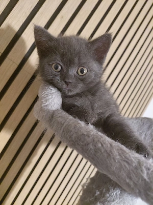Britisch Kurzhaar Katzenkinder suchen liebevolles Zuhause   