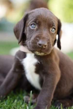 Labradoodle F2 Welpen braun Deutsch Kurzhaar Hündin Rüde rauhaar drahthaar 