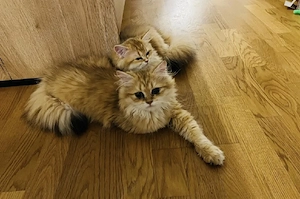 Britische Langhaar Deckkater Black golden Schadet 