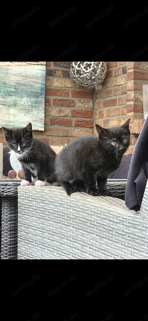 zwei kleine Kater abzugeben