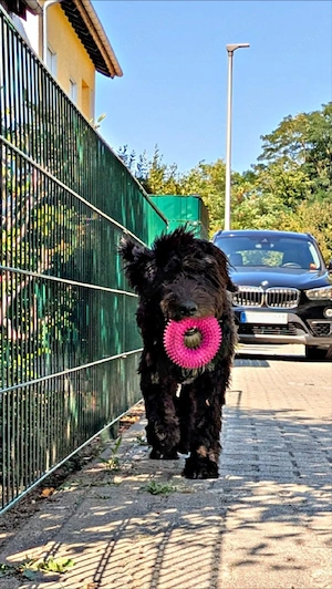 Wie wäre es mit einem lieben Hund?
