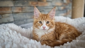 Maine Coon Kitten Kater 
