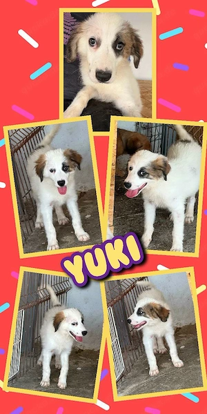 wunderschönes Welpenmädchen "Yuki" sucht ein liebevolles Zuhause