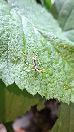 Wandelnde Bohnen, Diapherodes gigantea, Phasmiden