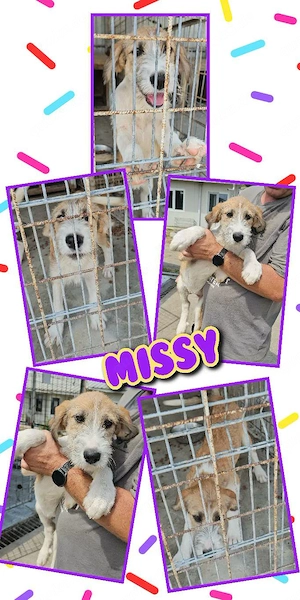 zuckersüßes Welpenmädchen "Missy" sucht ein liebevolles Zuhause