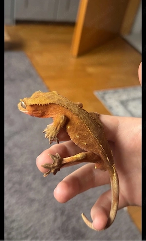 1.0 Orange Flame   Partial Pinstripe Männlicher Kronengecko