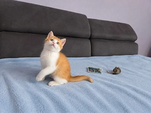 Nur noch 1 zuckersüßer reinrassiger BKH Kitten Prinz im seltenem Farbtraum sucht sein Herzensmensch