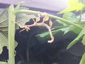 Australische gespenstschrecken, Phasmiden, Extatosoma tiaratum 