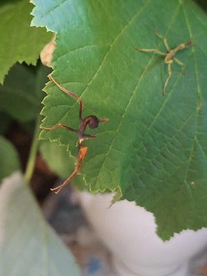 Extatosoma tiaratum, Phasmiden, Australische Gespenstschrecken 