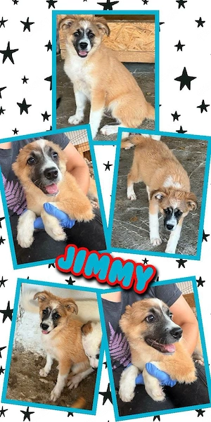 wunderschöner Welpenjunge "Jimmy" sucht ein liebevolles Zuhause