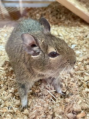 Aufgeweckter Degu sucht neues Zuhause