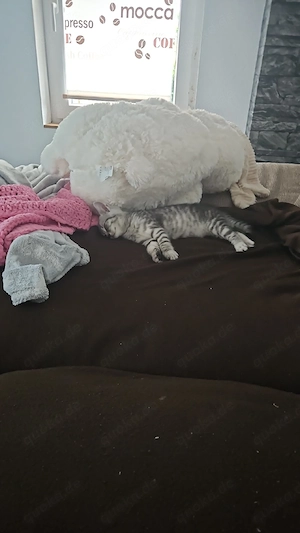 BKH Kitten 14 wochen 