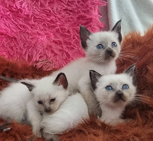 Siam Birma Kitten Angebot