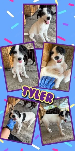 bezaubernder Welpenjunge "Tyler" sucht ein liebevolles Zuhause