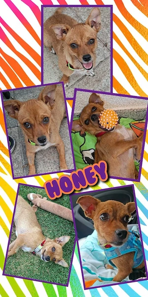 menschenbezogene, kleine, sehr liebe, junge, katzenverträgliche Hündin "Honey" sucht ein Zuhause