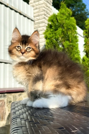 3 Monate alter Golden-Maine-Coon-Kater, bereit, Ihr Herz zu erobern