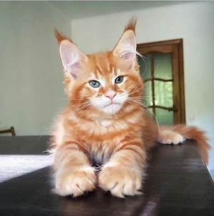 Wunderschöne und intelligente Maine-Coon-Kätzchen