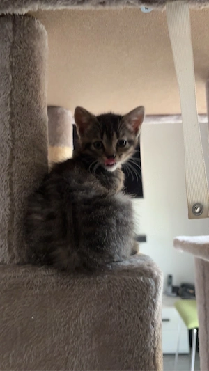 Baby katzen zu verschenken