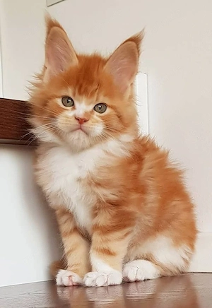 Maine-Coon-Kätzchen. Reinrassig.