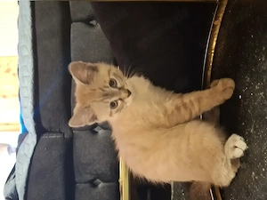 Kater  britisch kurzhaar