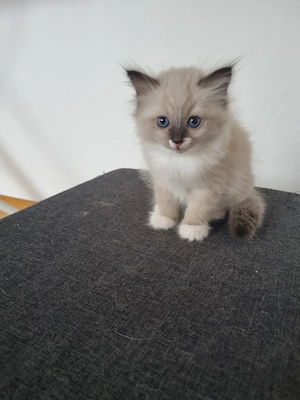 Reinrassige Ragdoll Kitten 