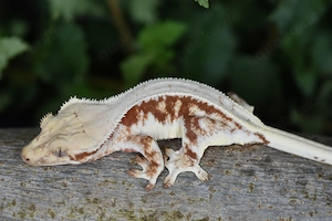 Kronengecko Weibchen - Red Lilly White (Correlophus ciliatus)