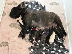 Französische Bulldogge Welpen 