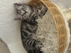 Reinrassige Bkh Kitten 