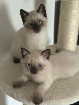 Zwei wunderschöne Colorpoint BKH-Mix Kitten suchen ein liebevolles Zuhause