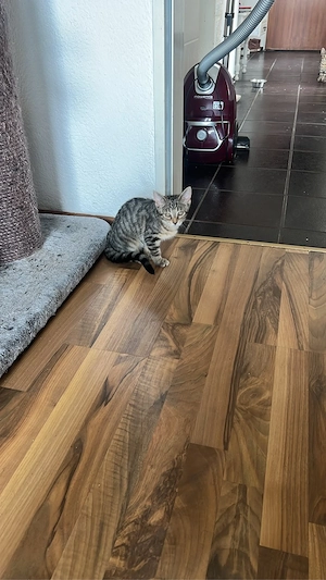 2 süße Mischlingskitten suchen ein libevolles Zuhause Bild 2