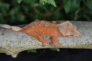Kronengecko Weibchen - Red Phantom (Correlophus ciliatus)