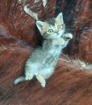 Sofort abgabebereit. Britisch Kurzhaar (BKH) Kitten suchen ein liebevolles Zuhause