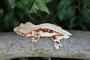 Kronengecko Männchen - Red Lilly White (Correlophus ciliatus)