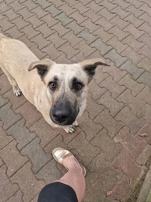 Ich bin eine tolle liebenswerte Lola Bild 3