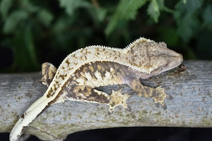 Kronengecko Weibchen - Tricolor Harlequin (Correlophus ciliatus)