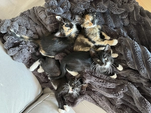 Katzenbabys abzugeben