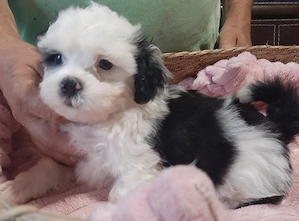 Bolonka-Shih-tzu Welpen