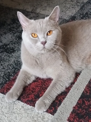 Hübsche BKH Katze sucht Liebhaberplätzchen 