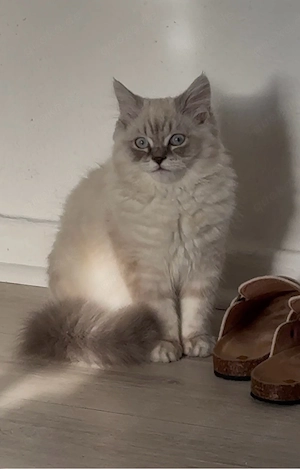 Langhaar Ragdoll   Britisch Kurzhaar Mix 