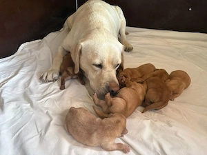 Labradorwelpen foxred